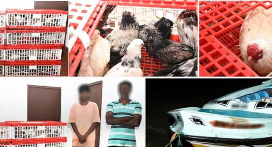 SL Navy Foils Bird Smuggling Operation in Mannar